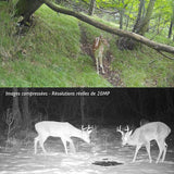 camera chasse infrarouge piège