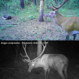 camera de chasse solaire nocturne animaux