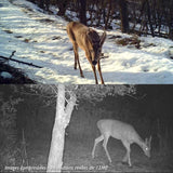 Piège Photographique animaux gibier