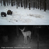 piege photographique gsm hd