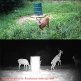 photo nocturne animal