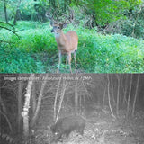 piège photographique pas cher chasse